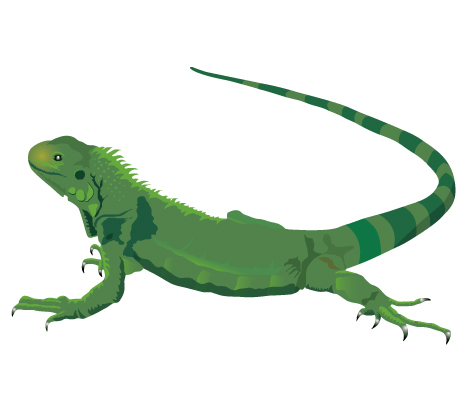 Iguana clipart cartoon free images