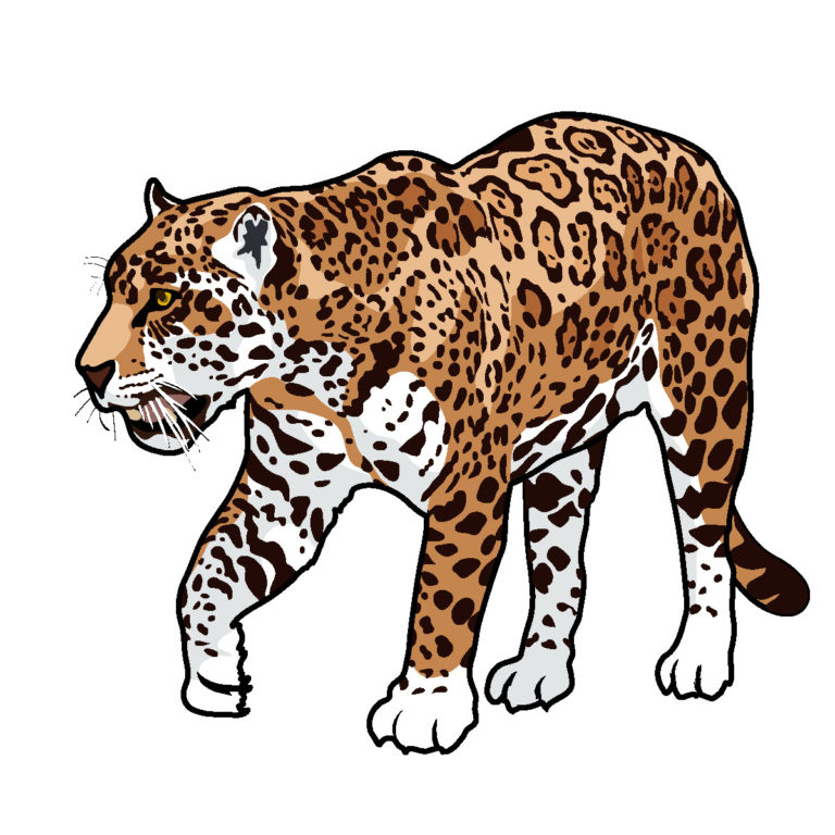 Jaguar clip art tumundografico 2 - WikiClipArt