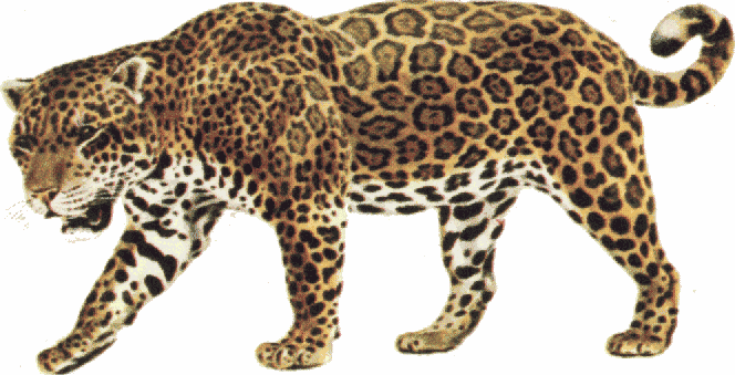 Jaguar clip art tumundografico 3