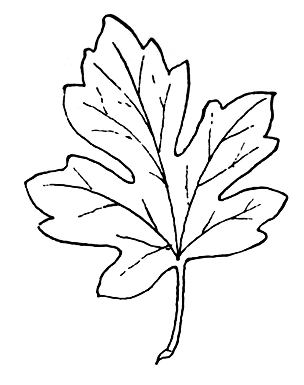 Leaf  black and white black and white leaf clipart clipartfest