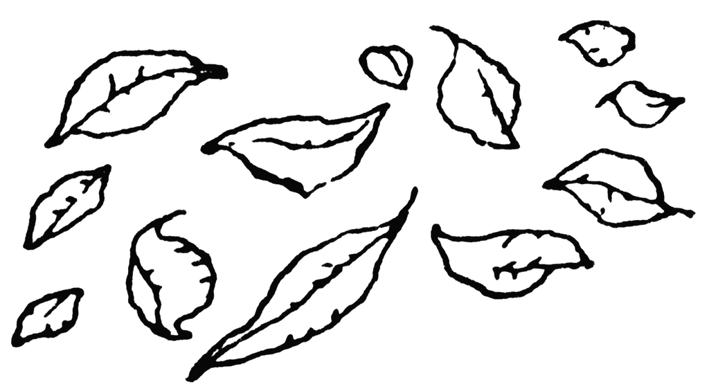 Leaf  black and white fall leaves clip art black and white 4