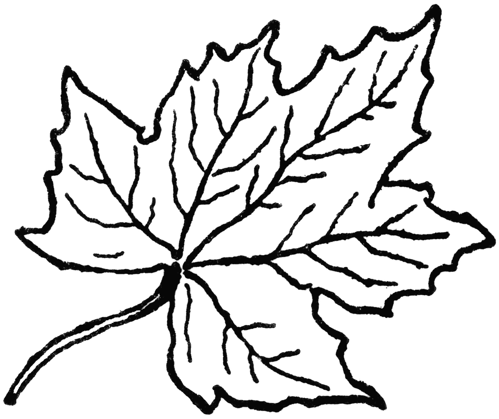 Leaf  black and white leaf clipart black clipartfox
