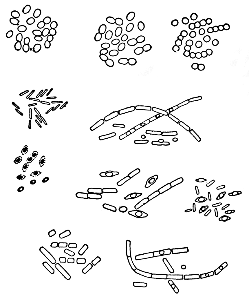 Modified funny bacteria clip art at vector famclipart 2