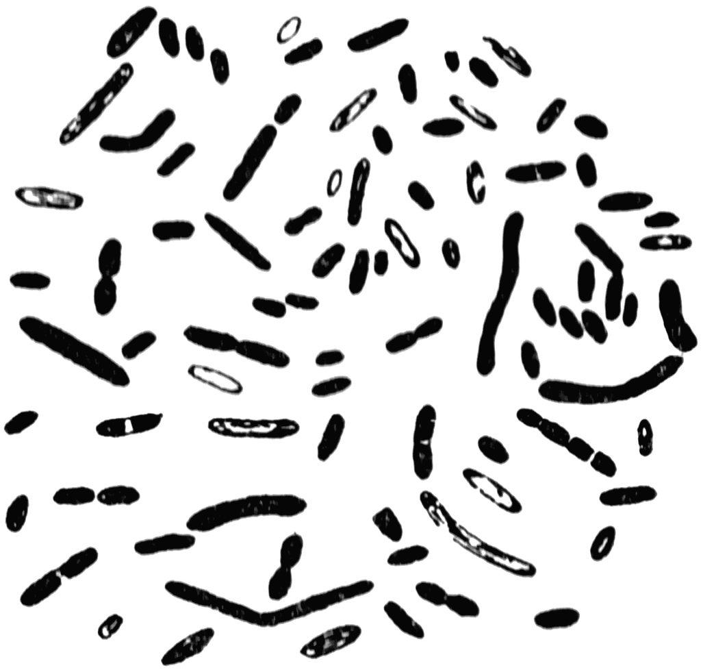 Modified funny bacteria clip art at vector famclipart