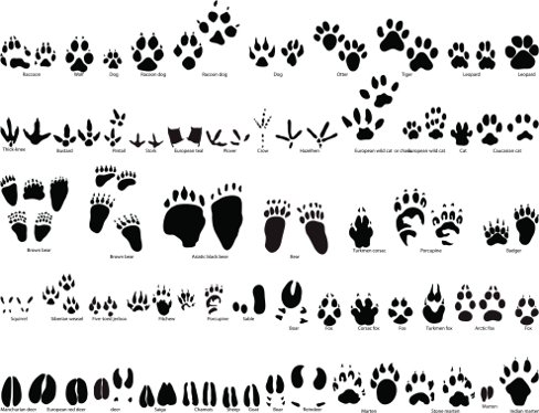 Paw prints awesomely cute paw print clip art designs you