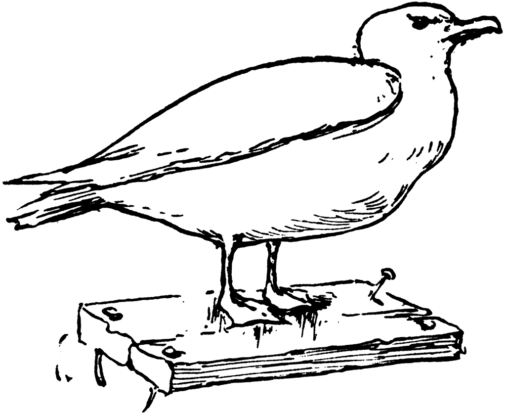 Seagull clipart cliparts of seagull free download wmf image