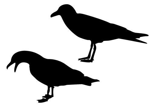 Seagull clipart free images 2 image
