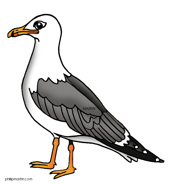 Seagull clipart free images 4