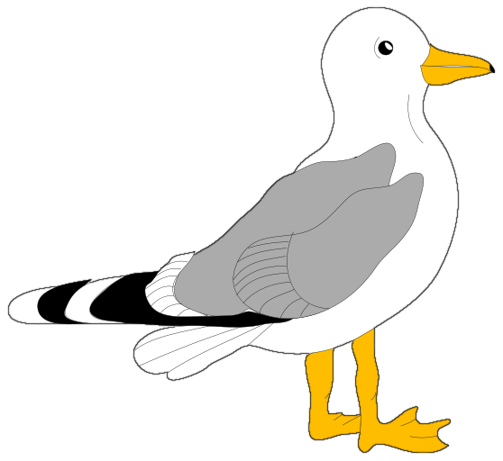 Seagull clipart free images
