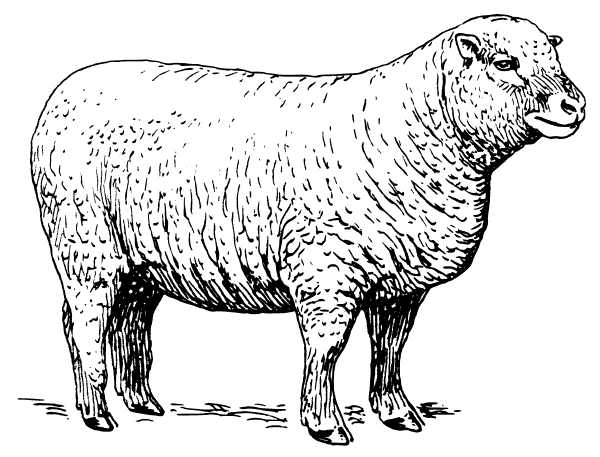 Sheep  black and white free black and white sheep clipart 1 page of clip art