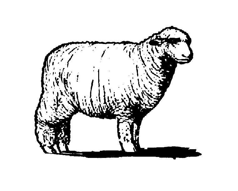 Sheep  black and white sheep clipart