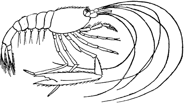 Shrimp clip art 4