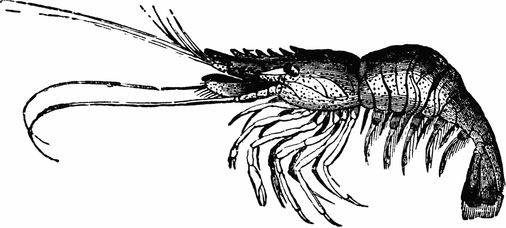 Shrimp clip art images illustrations photos 2 2