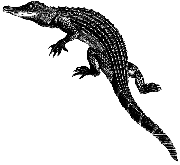 Alligator  black and white free alligator clipart pictures