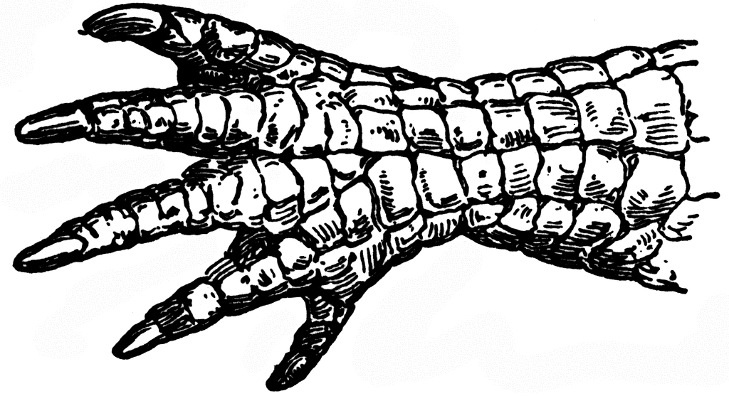 Alligator  black and white picture alligator free download clip art on