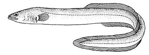 American eel lineart free clipart images