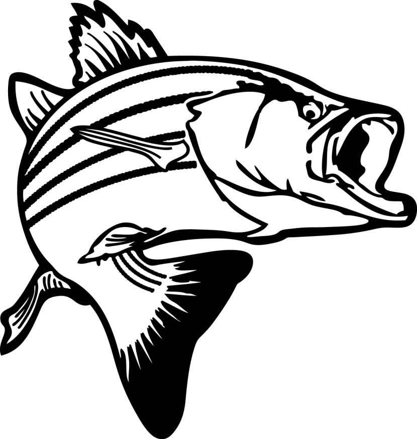 Bass fish outline clipart