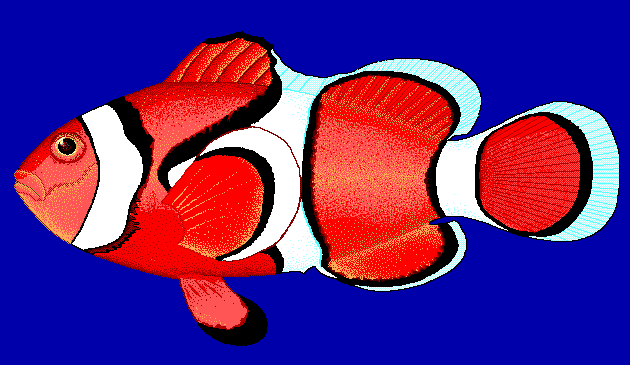 Clownfish clip art download 2