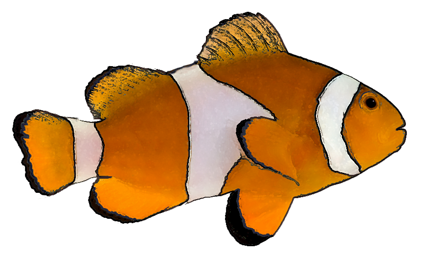 Clownfish clip art free clipart images