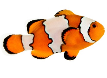 Clownfish clown fish clipart transparent background clipartfest