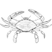 Crab black and white blue crab clipart black and white clipartfox