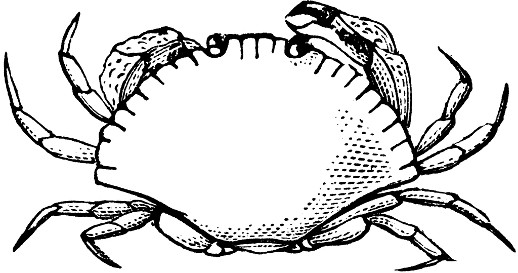 Crab  black and white crab clip art black and white free clipart images 2