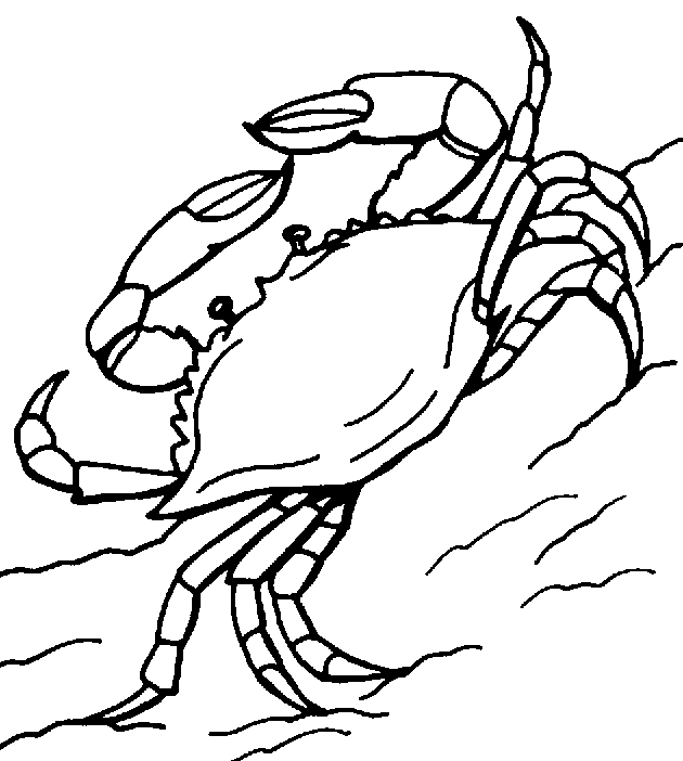 Crab  black and white crab clipart black and white free images 6
