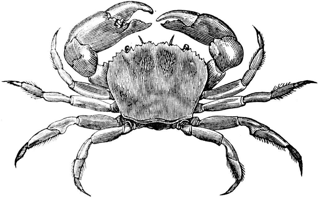 Crab  black and white crab clipart black and white free images 7