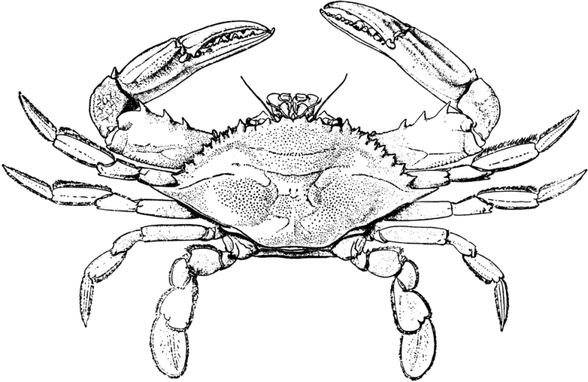 Crab  black and white crab clipart