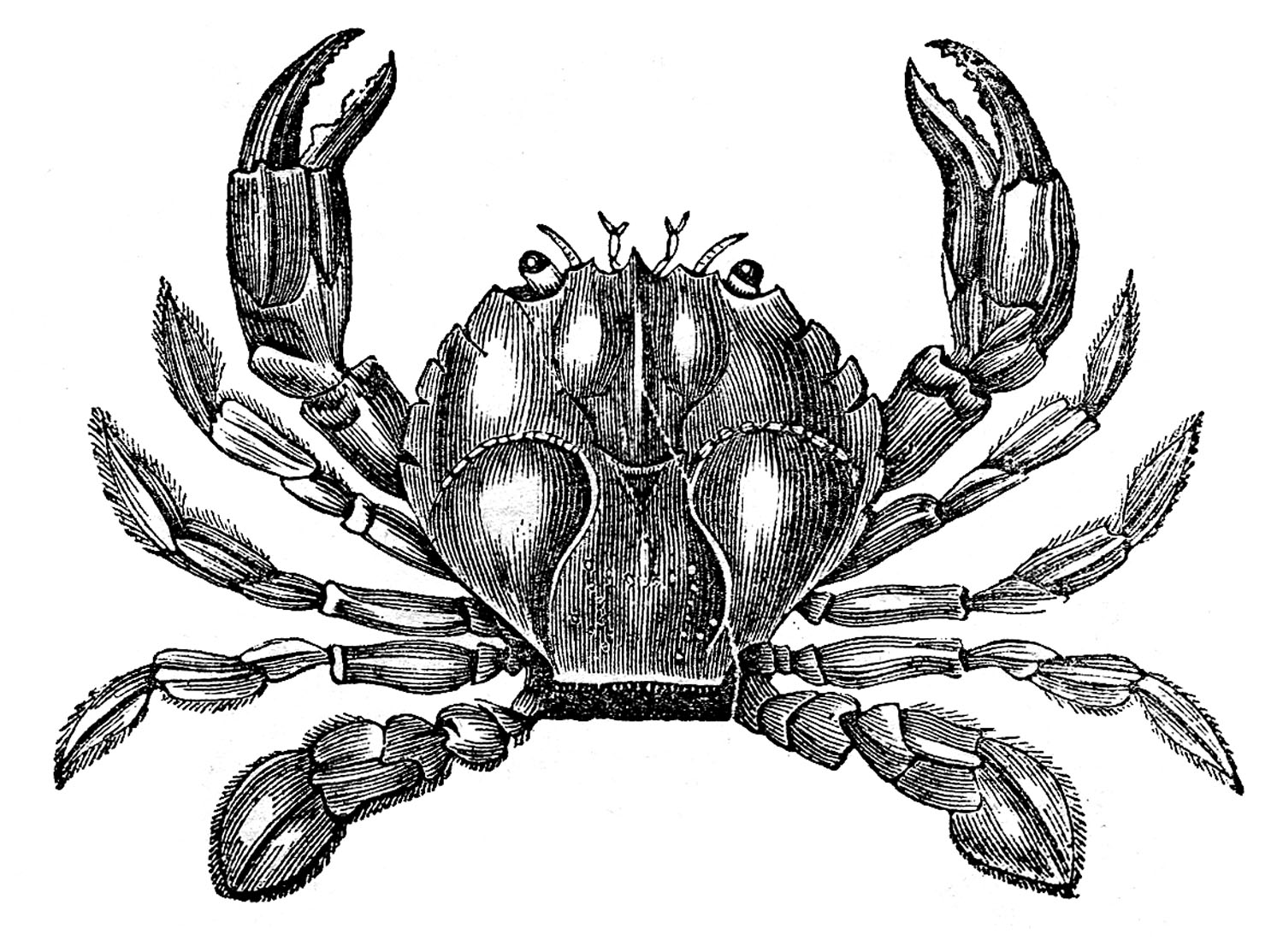Crab  black and white vintage clip art 3 fine crabs 2