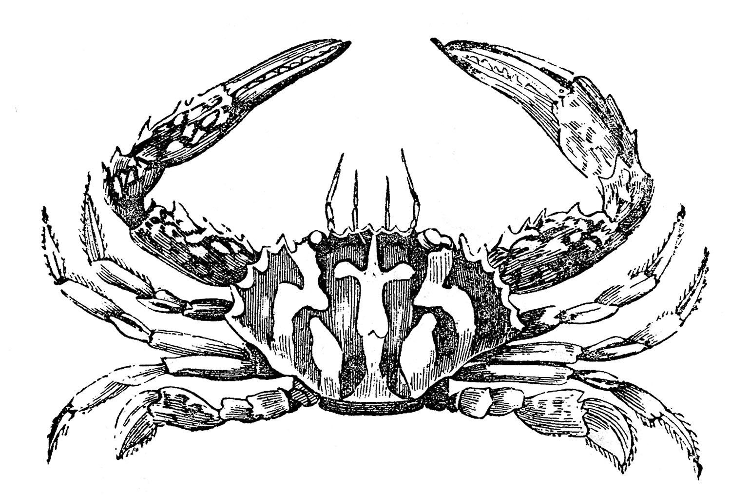 Crab  black and white vintage clip art 3 fine crabs