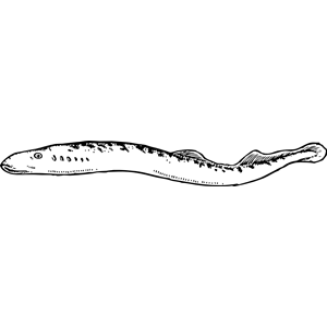 Eel clipart cliparts of free download wmf emf svg