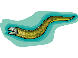 Eels animated images s pictures clipart
