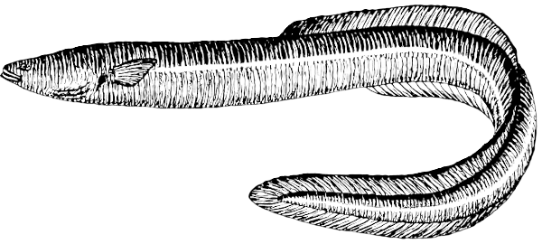 Free eel clipart 1 page of clip art