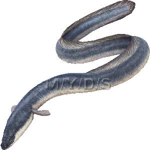 Japanese eel clipart graphics free clip art