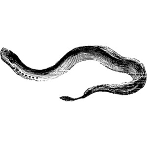 Lamprey eel clipart polyvore