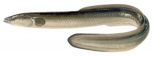 Lamprey eel on fish clip art download