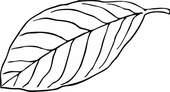 Leaves black and white black and white leaf clipart - WikiClipArt