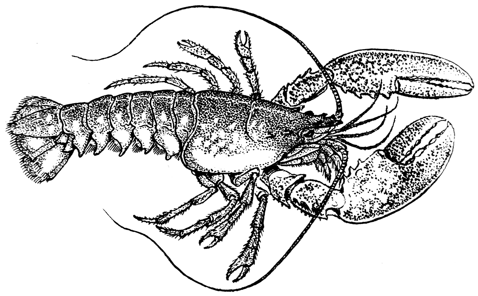 Lobster outline 2