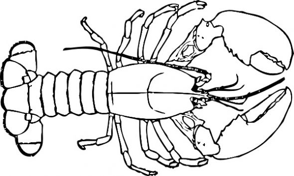 Lobster outline 4