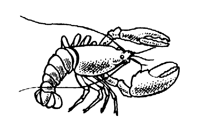 Lobster outline 6