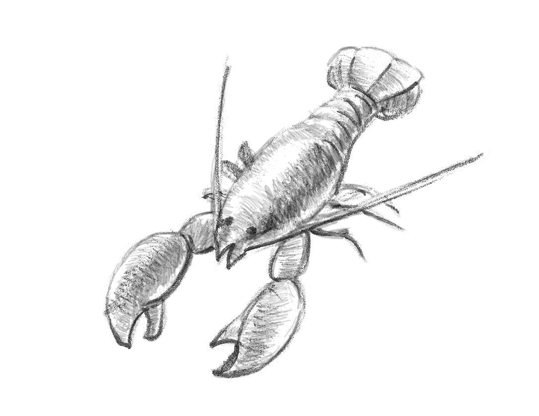 Lobster outline how to draw a lobster step by 4