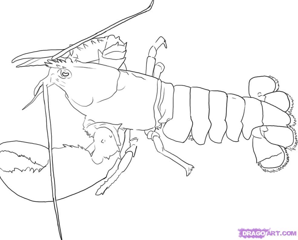 Lobster outline lobster coloring page cartoon clipart of a black and white