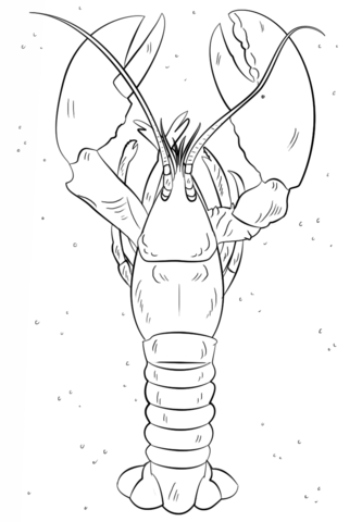 Lobster outline lobsters coloring pages free coloring pages