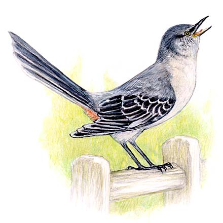 Meriwether mockingbird clip art