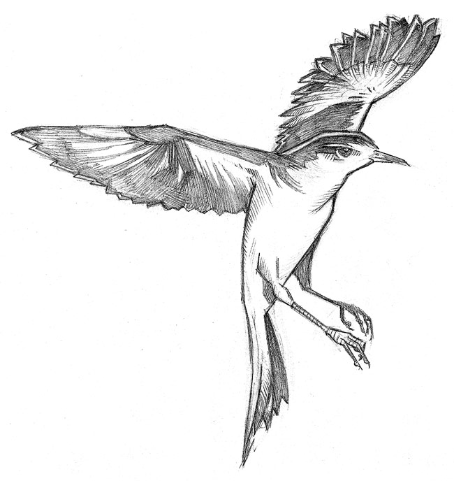 Mockingbird cartoon clipart 2