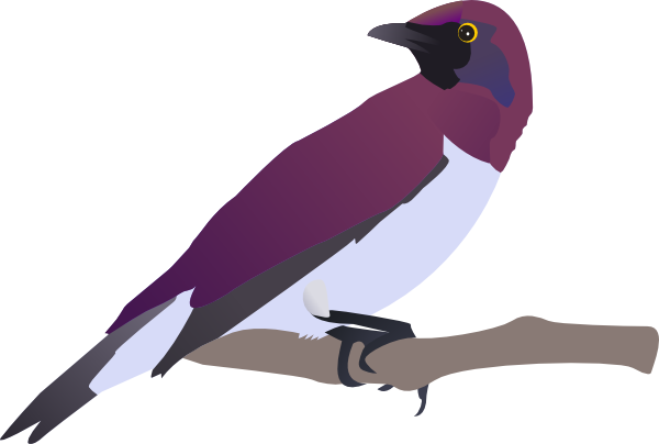 Mockingbird exotical bird clip art at vector clip art