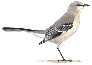 Mockingbirds and thrashers audubon clip art