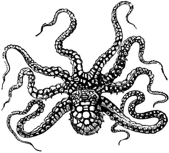 Octopus  black and white cartoon octopus clipart