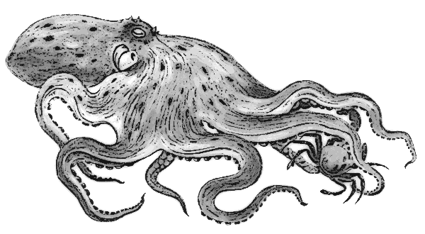 Octopus  black and white free octopus clipart 1 page of clip art